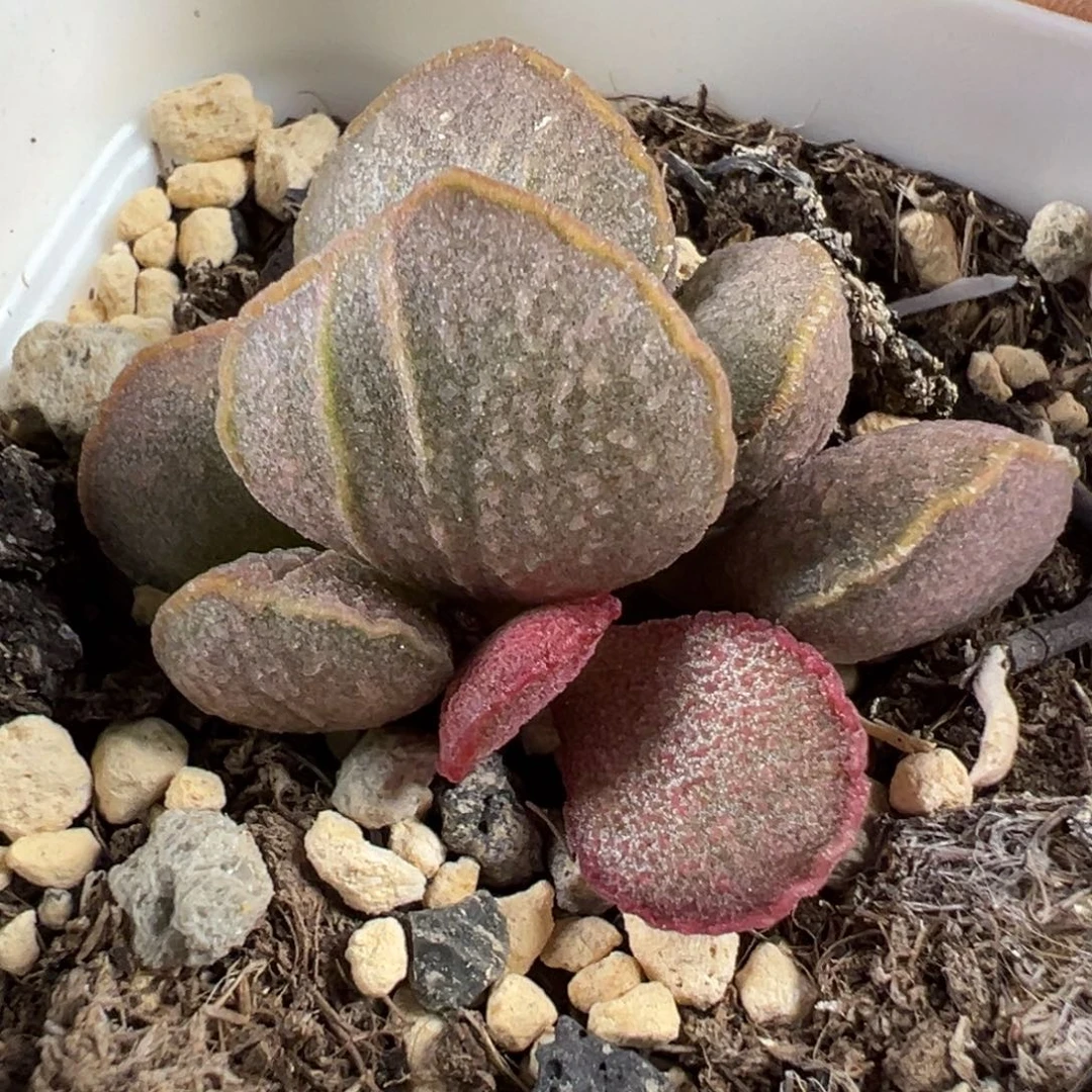 妖姬水泡多肉植物水泡