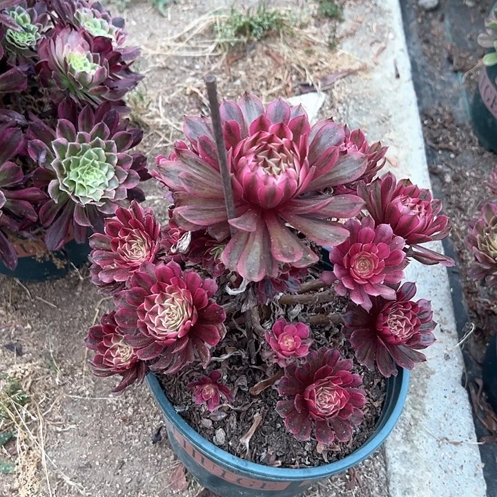 0211白月光多肉植物