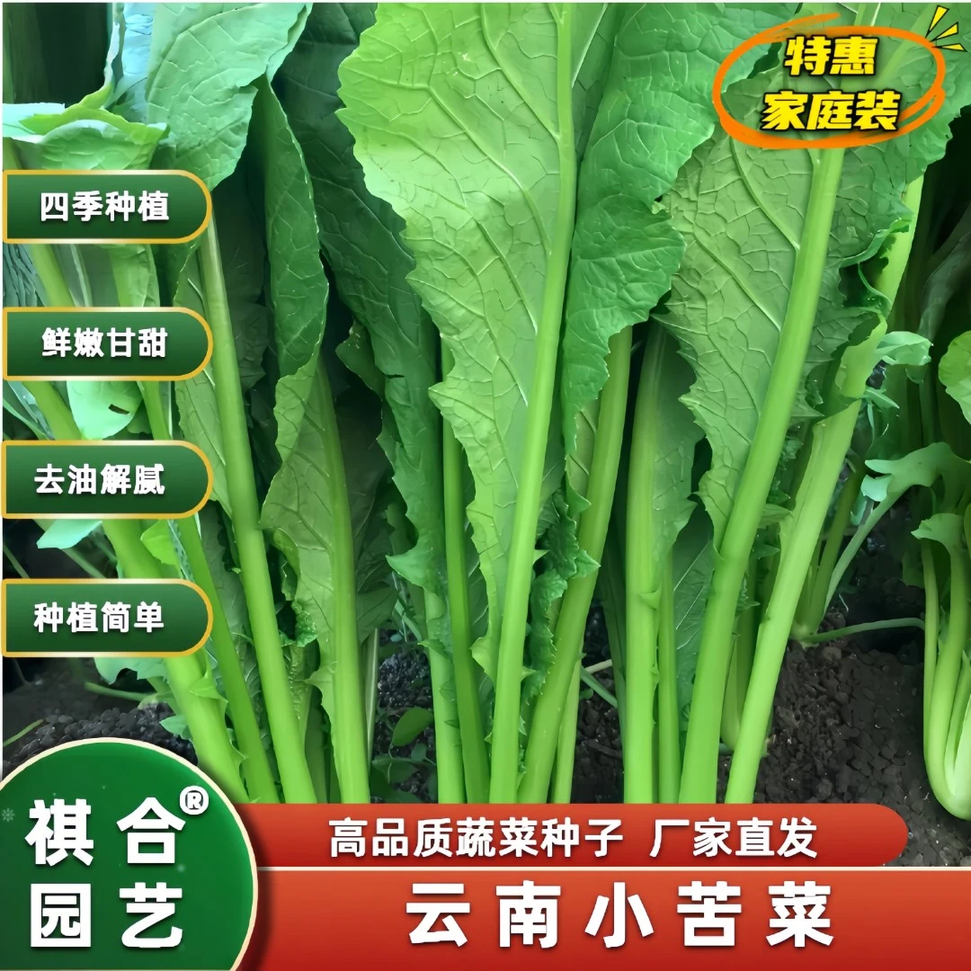 家庭阳台简单易种云南小苦菜种子腌菜种子四季蔬菜种子体验装