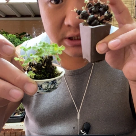 红陶一物一拍所见即所得12