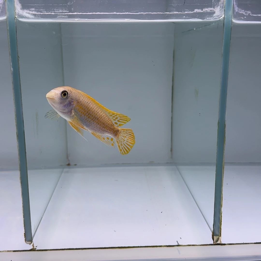 慈鲷三湖慈鲷人工野生专场