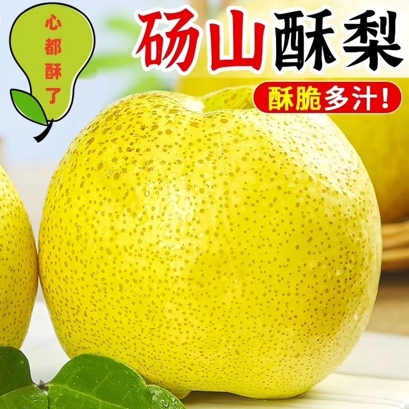 小锦正宗砀山酥梨农家果园头茬新鲜现摘现发应季水果无农药化肥