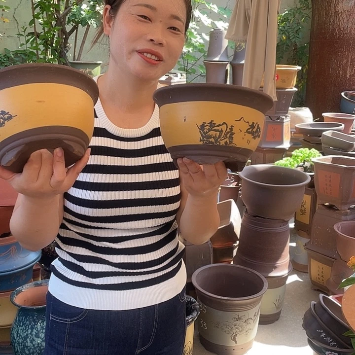 黄色三角金钟17+17花盆紫砂花盆紫砂