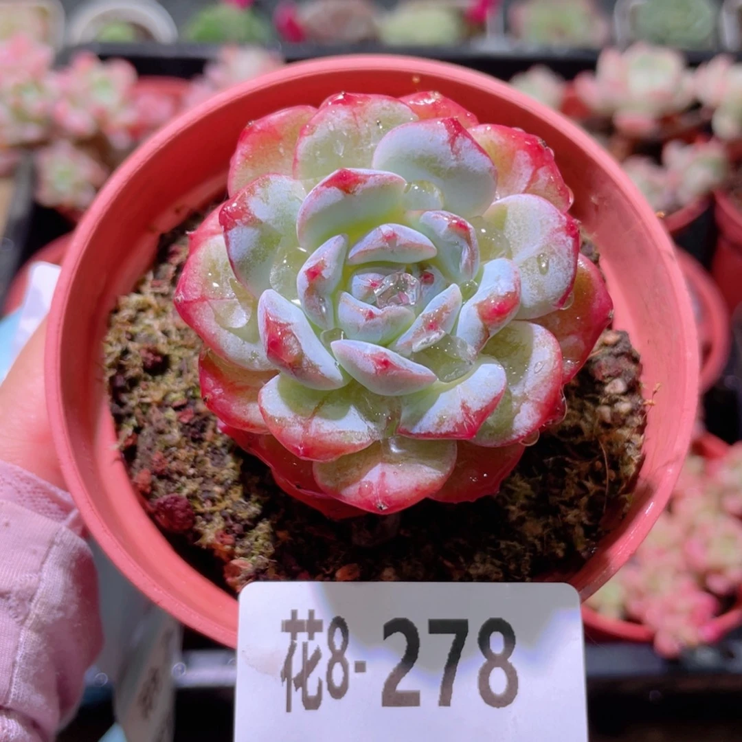 花利美8-278雪颜玉