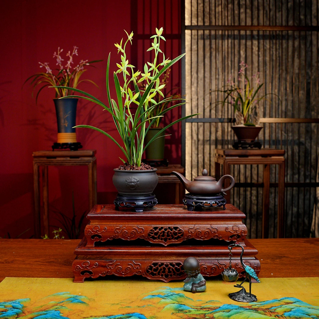 建兰铭品【国色天香】 浓香型兰花 紫砂盆 室内好养易活