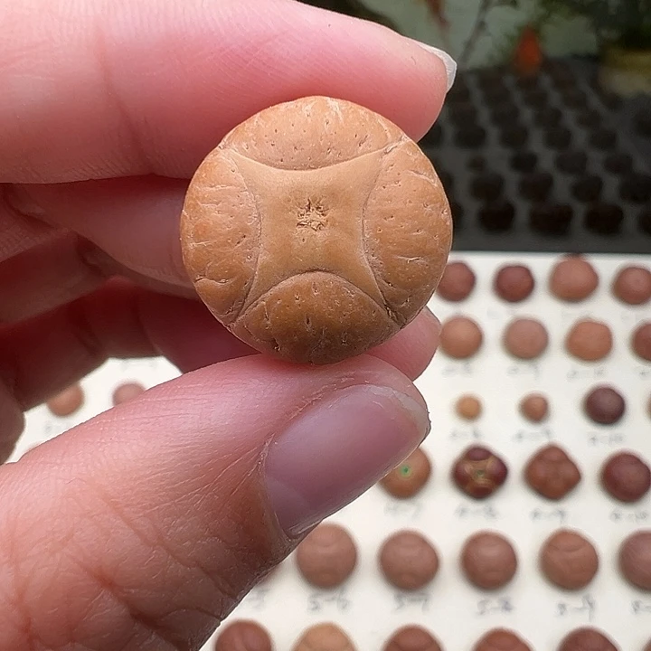 红***乐凤眼菩提吊坠麒麟