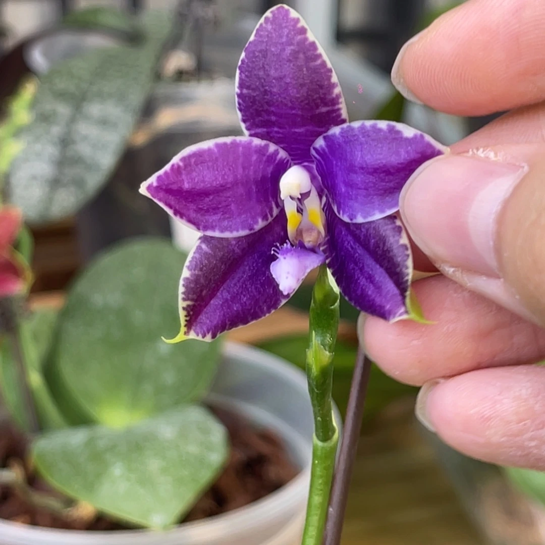 完全开放柳林3640-2276