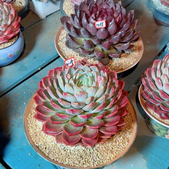 M**K精品多肉植物老桩