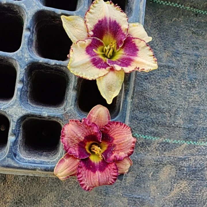 完全开放诡计大胆的古镜