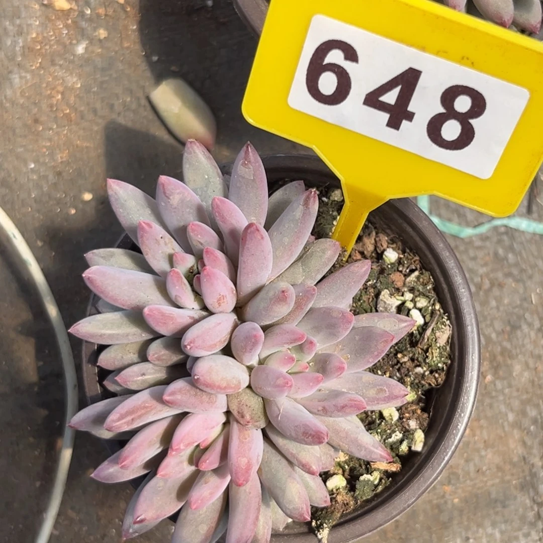 648超紫体虞多肉植物