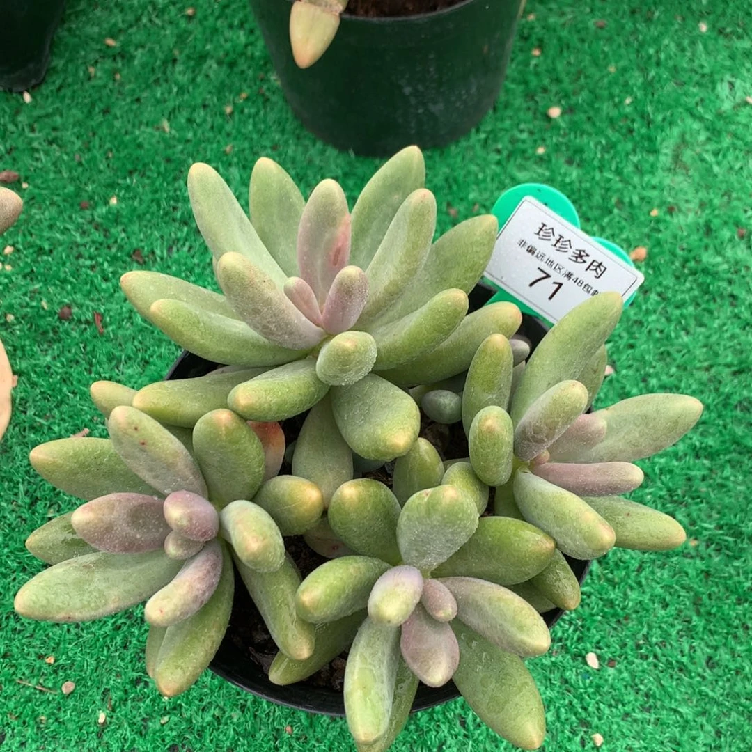 糖果美人开播福利71