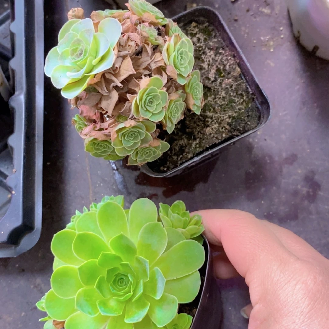 山地玫瑰新粉福利一物一拍011初见d