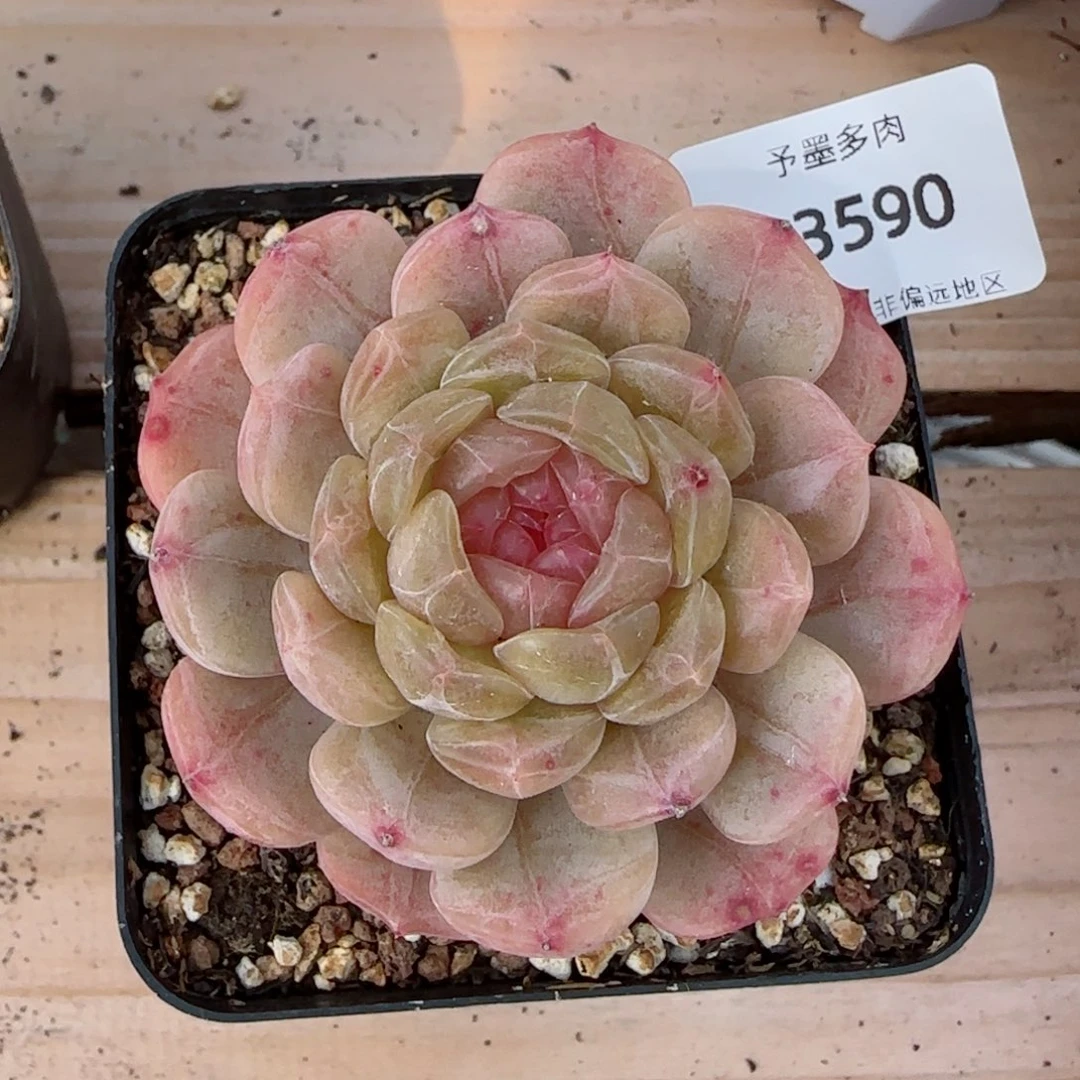 粉心白恋，3590多肉植物