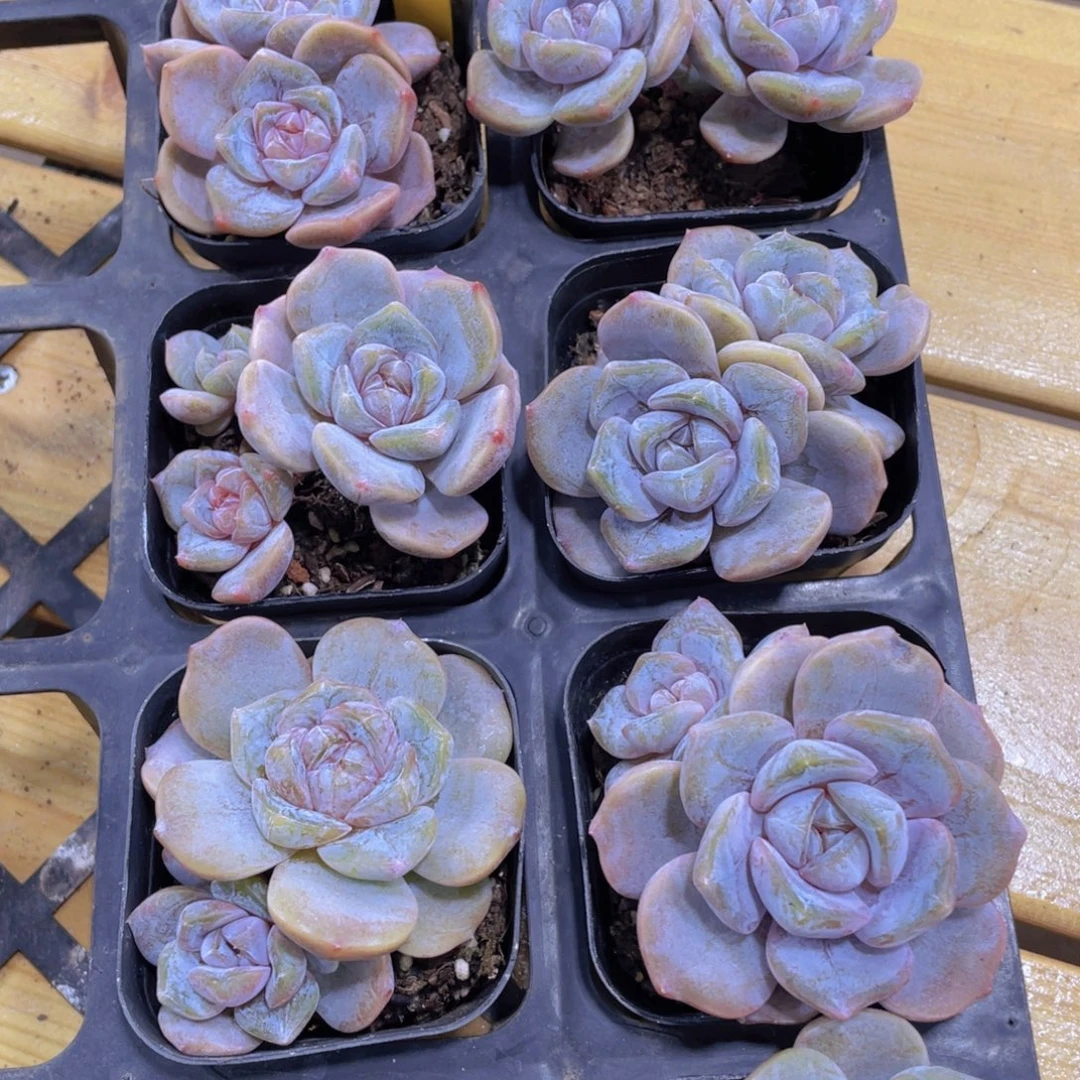 1041号 芋圆啵啵双头一个