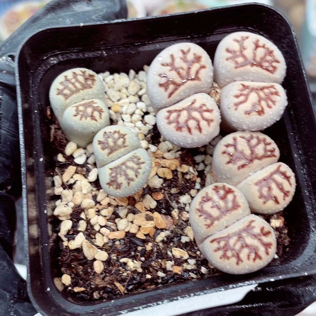 生石花18包邮0924-53