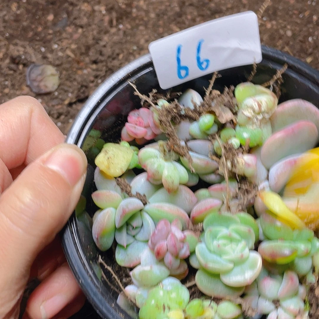 团***^多肉植物多肉植物66