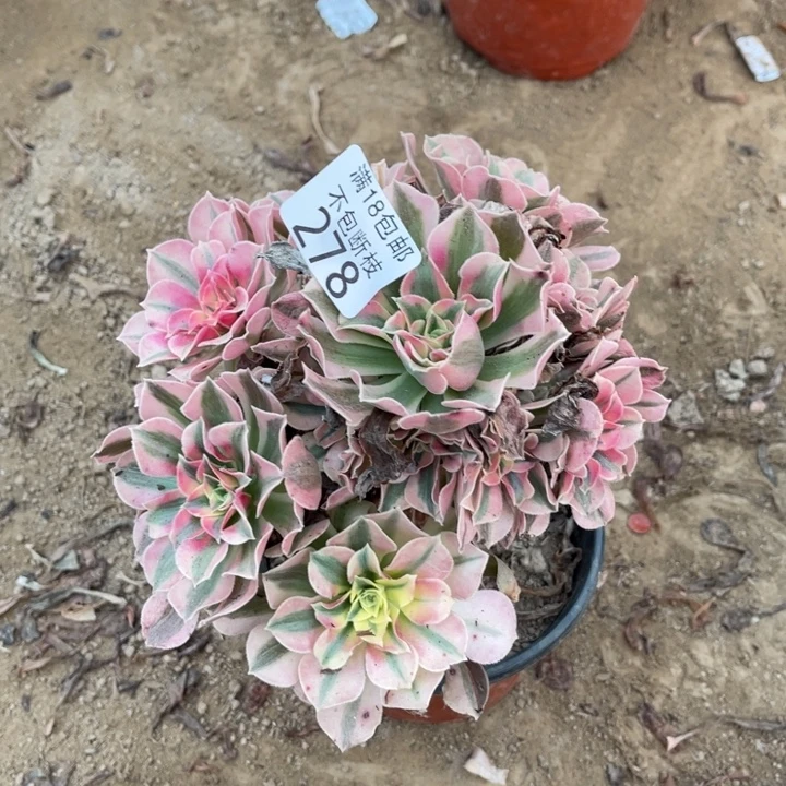 278粉女巫手捧1号棚