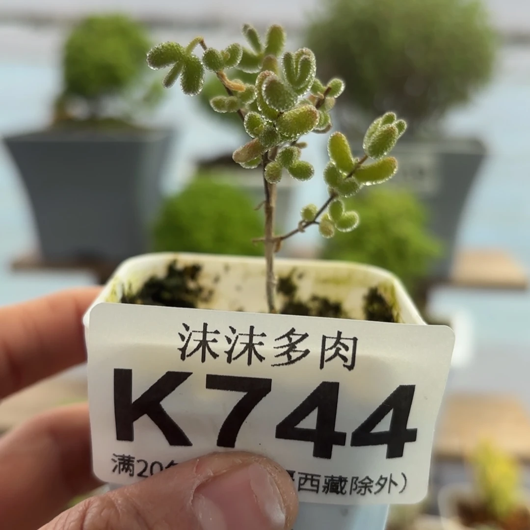 黄***࿐744冰糖福袋福利哦