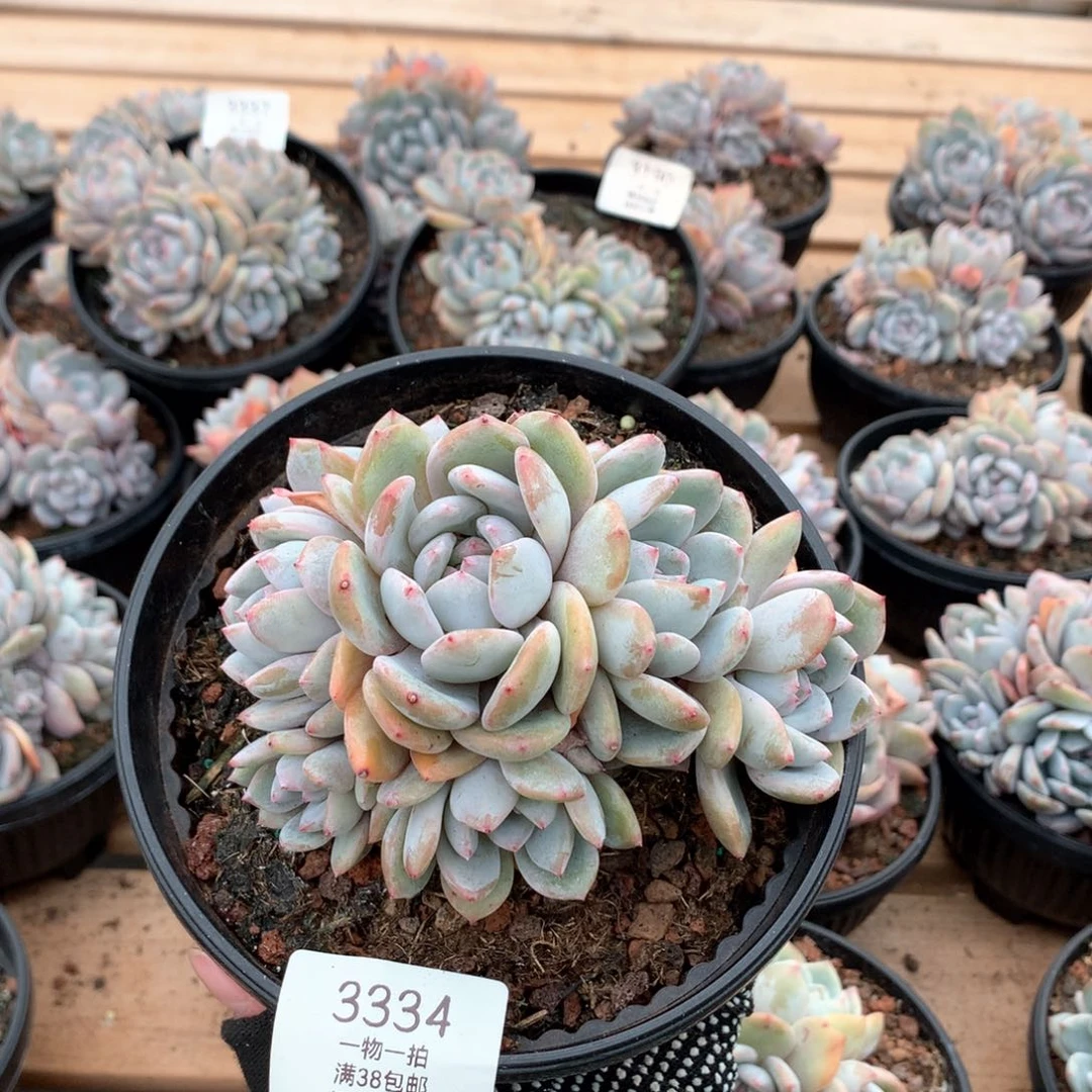 12厘米九头石榴籽无砍3334