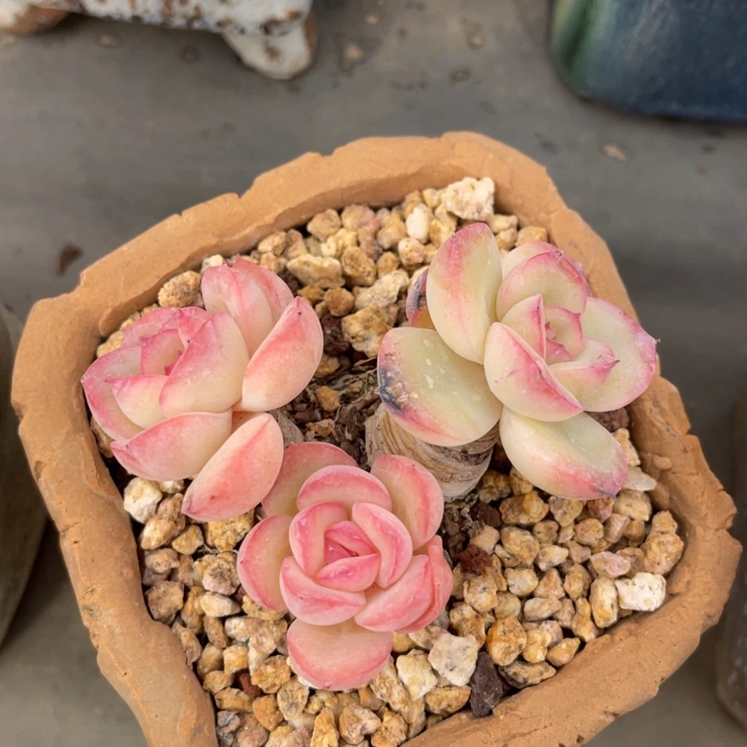 丸叶晨露老桩三头