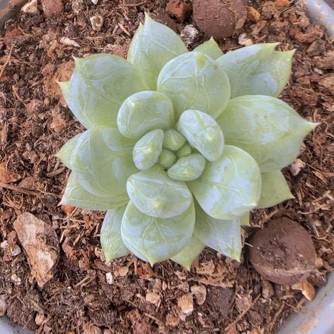 蓝***空蓝色天空姐姐多肉植物
