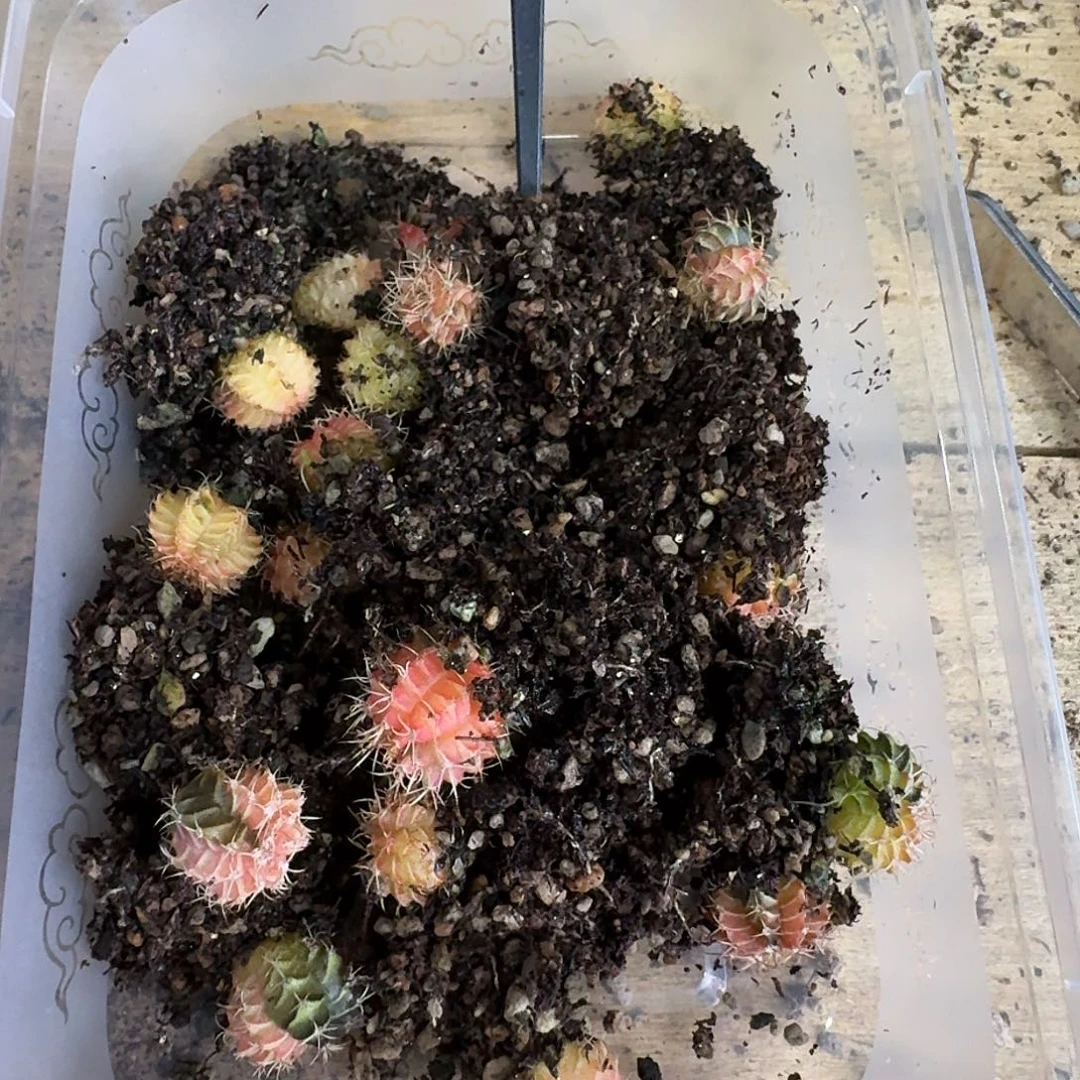 荌***岁米哈实生自然锦练手球231