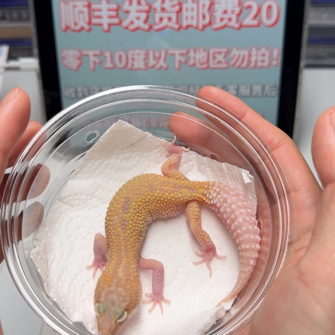 豹纹守宫红眼暴龙