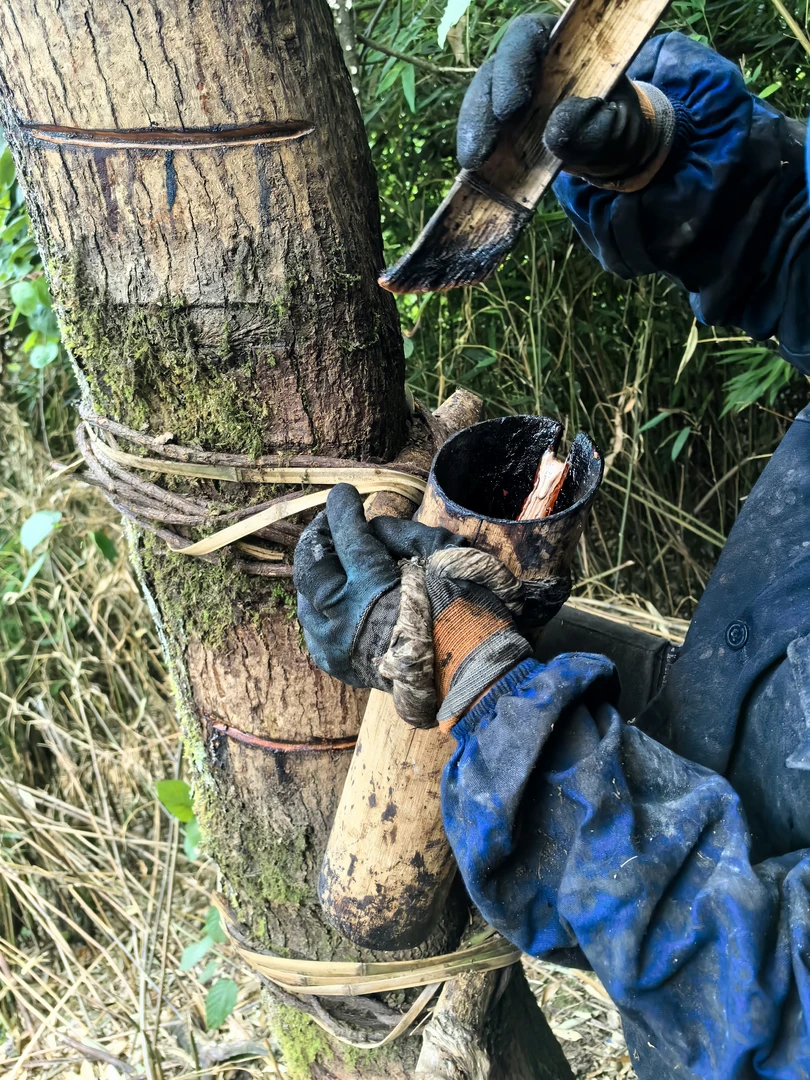 云南大木漆黑度好 硬度好，干燥快（漆农一手货源）