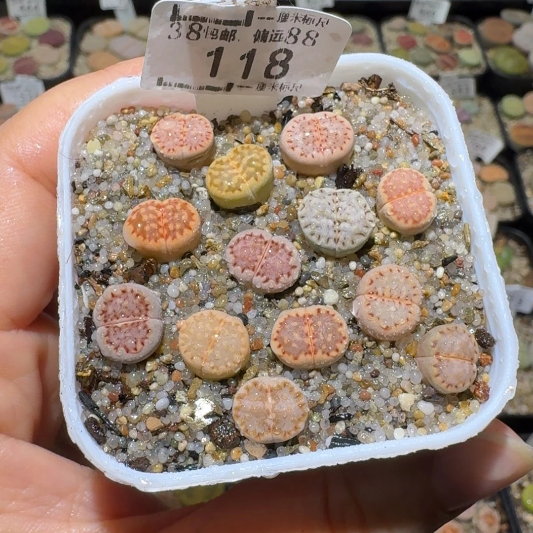 老板便宜清货了118