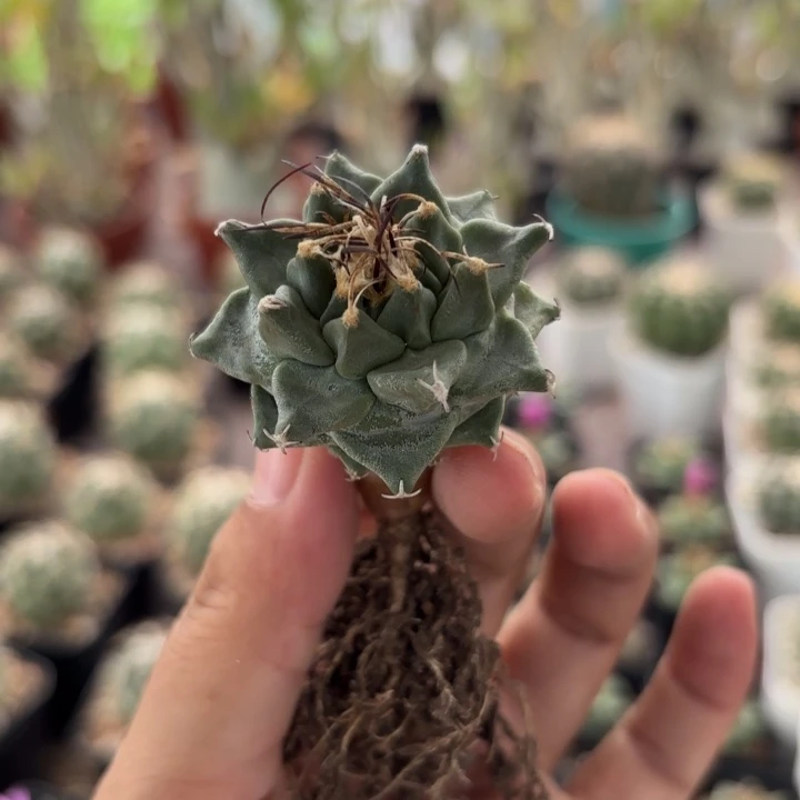 实生娇丽好养皮实好活