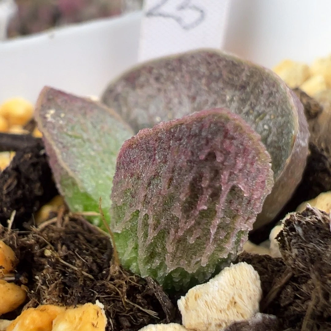 w冰晶刺款实生新品多肉植物