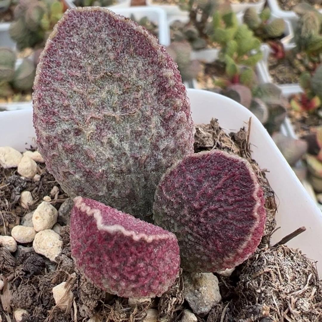 哈莫猪肝大苗多肉植物水泡