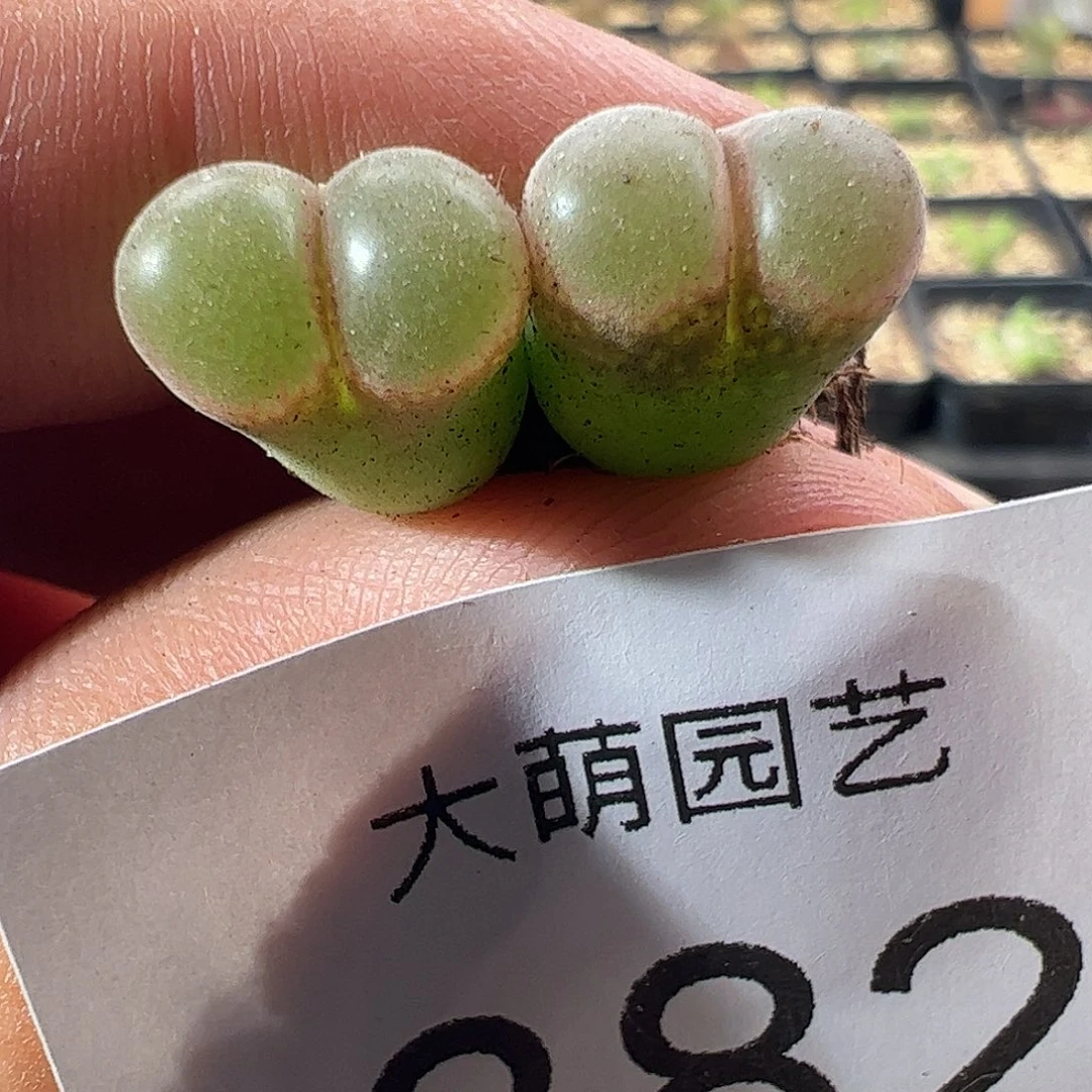一物一拍。 春见风铃382