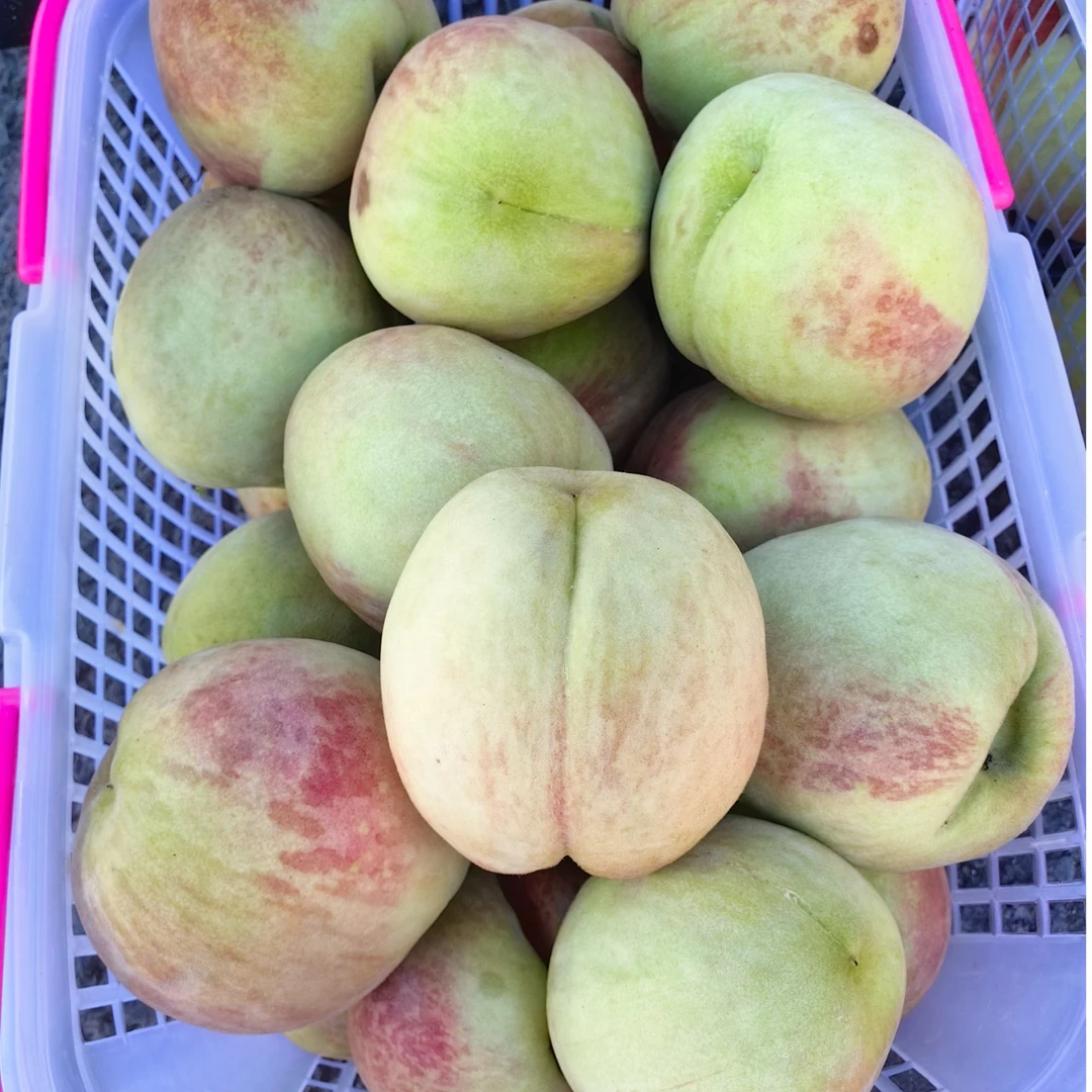 贡桃直播间现场 称重 现场挑选