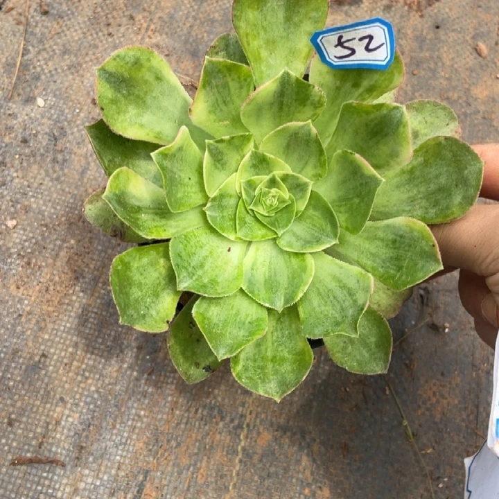 52香炉盘七彩带盆土