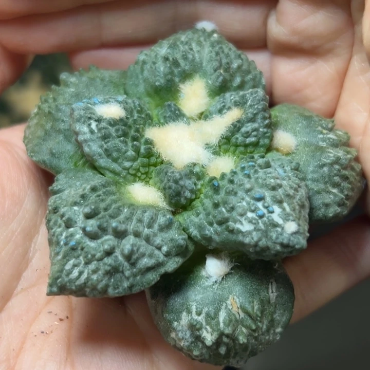 180。无根 仙人球的故事是