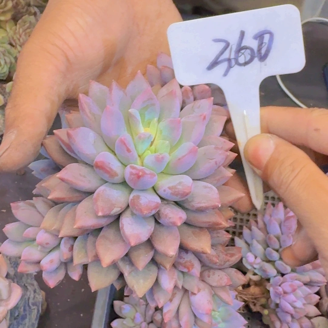 多肉植物和植物的生长发育