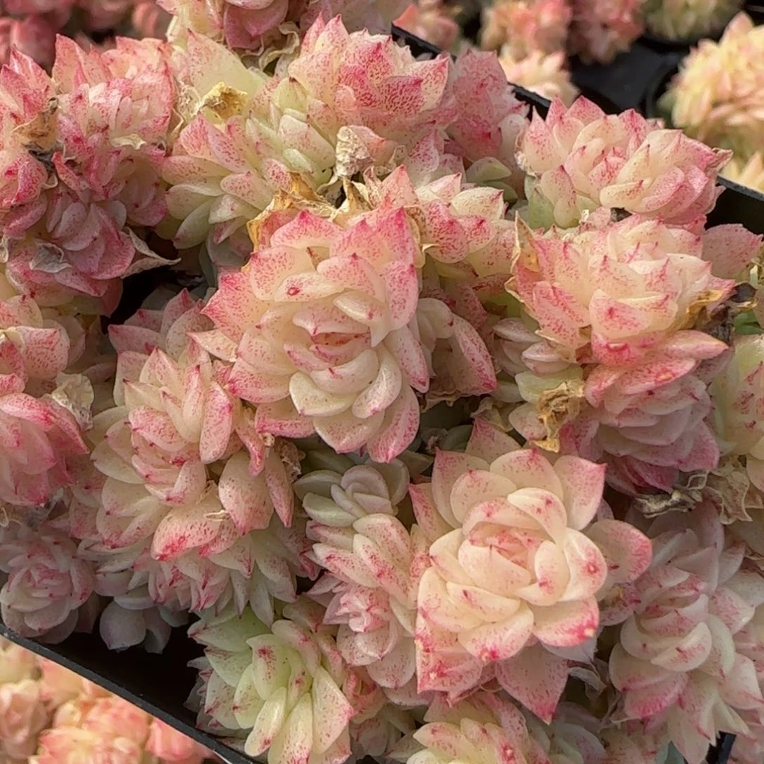 花语逸镜0206-735散