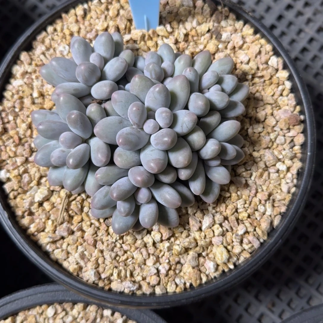 小汤圆手捧11111111111111