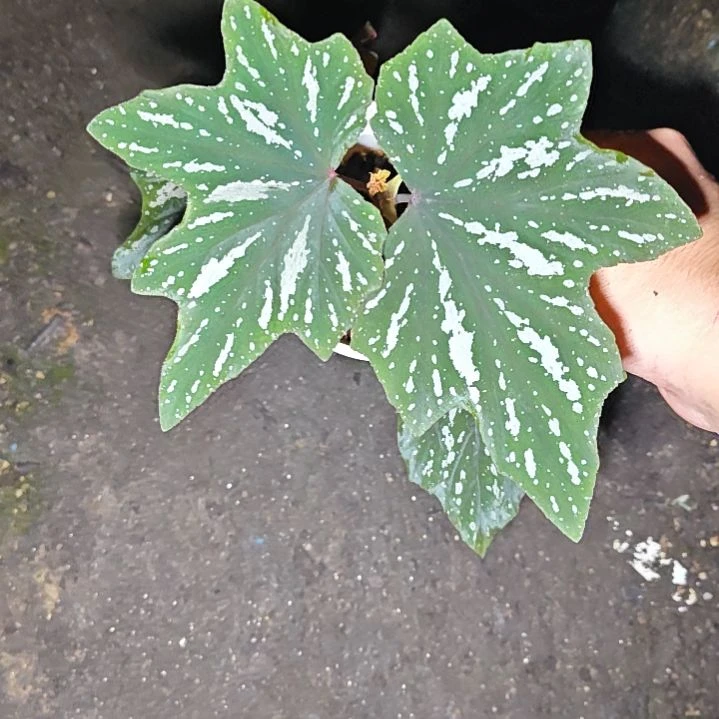 风铃屋头秋海棠一物一拍