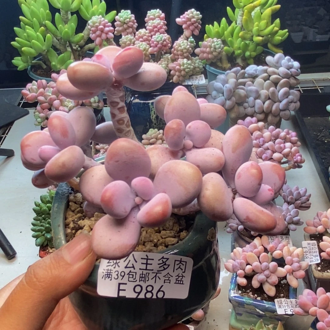 986腰子桃蛋树8c m