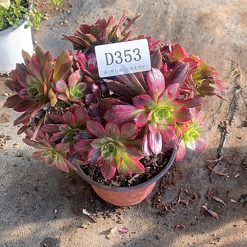 婷*353安娜多肉法师锦处理款