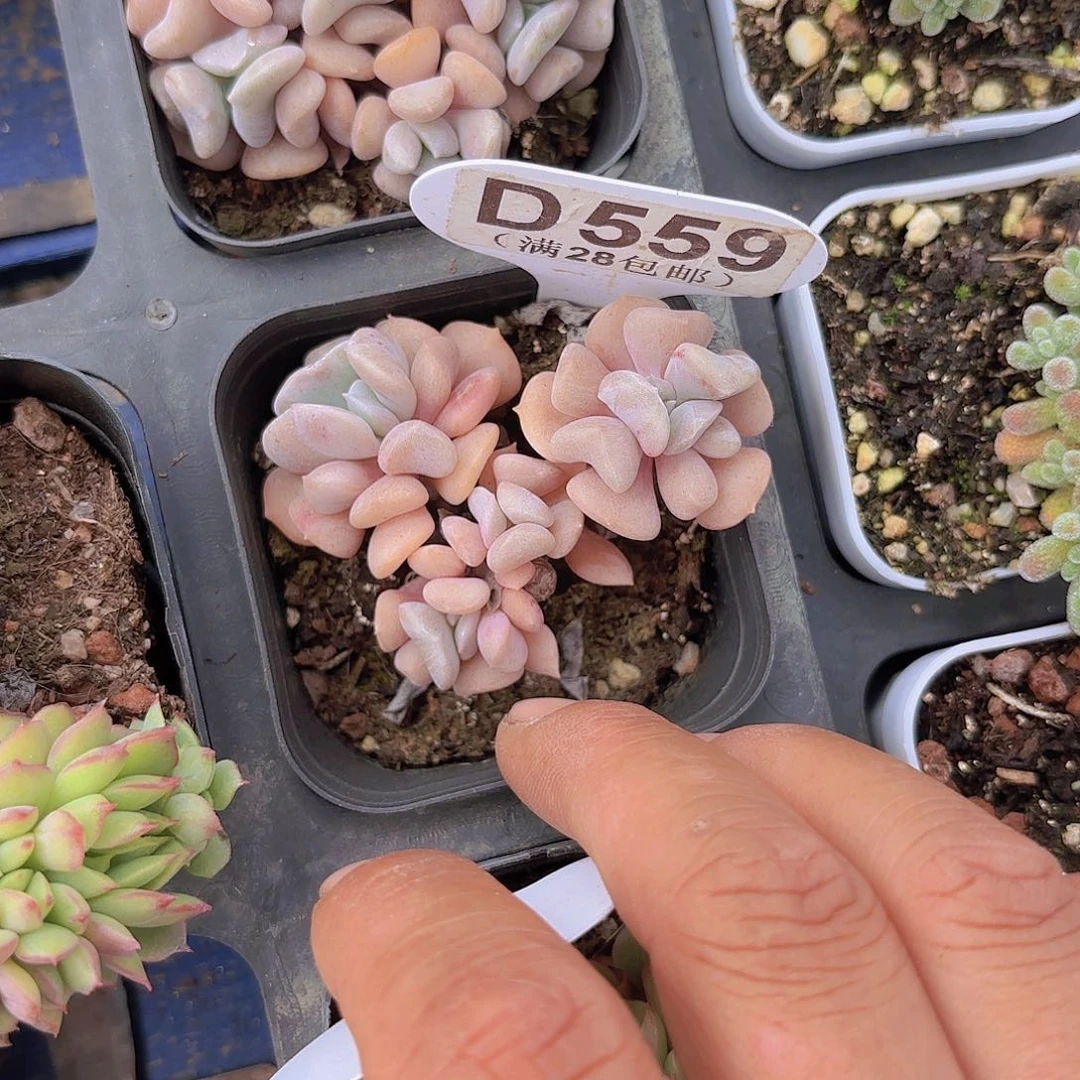 D559雪精灵一物一拍
