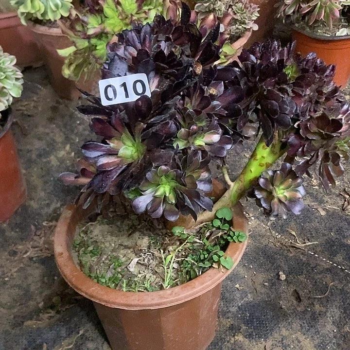 010花纳缀化老板子