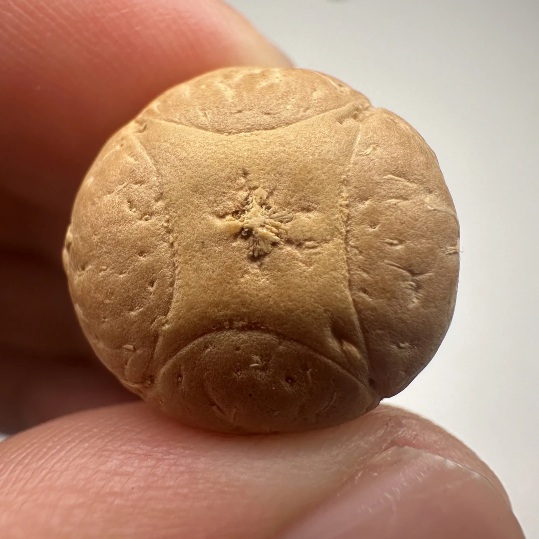 尼泊尔麒麟眼菩提，尺寸17，福利系列