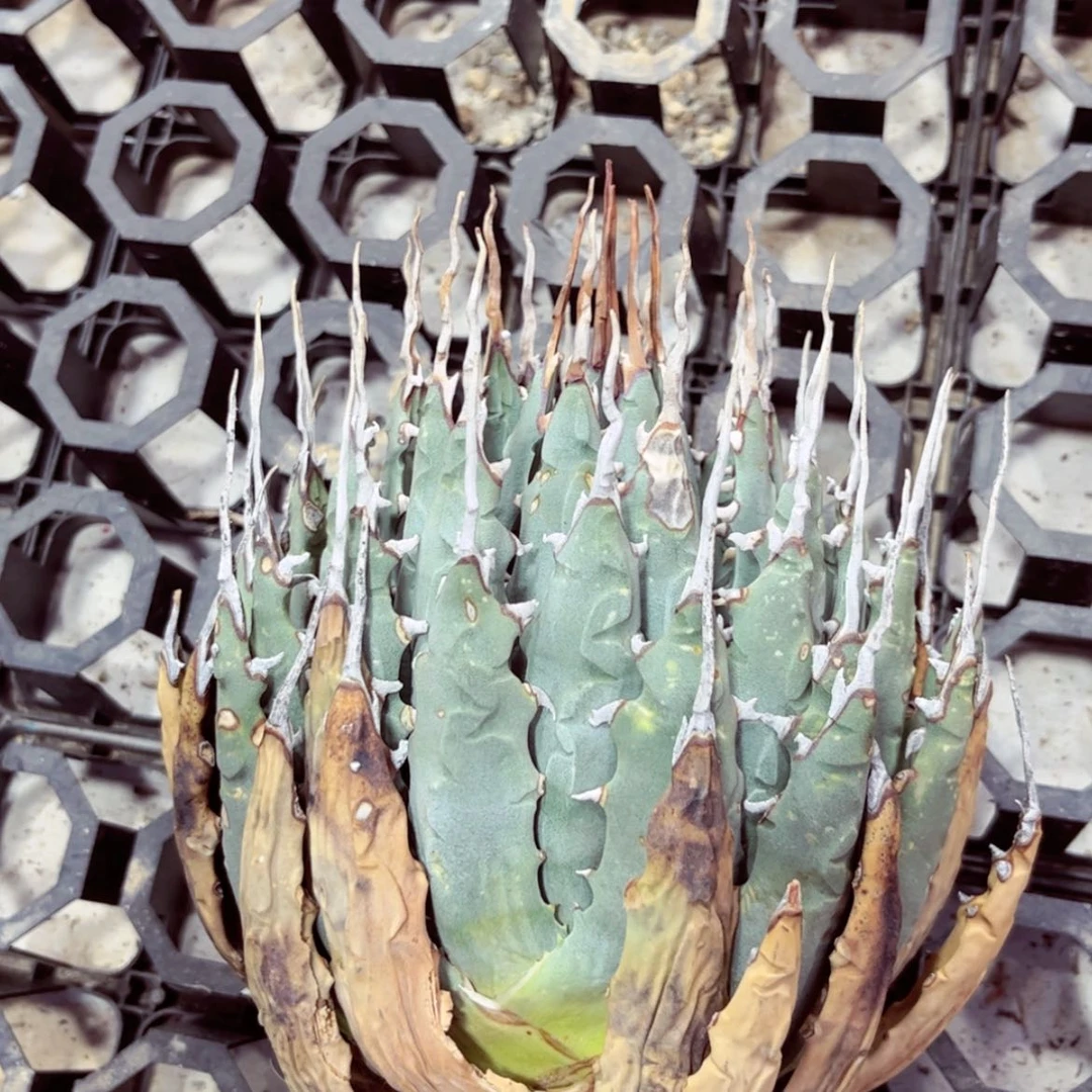 【闪购商品】H****n妖炎