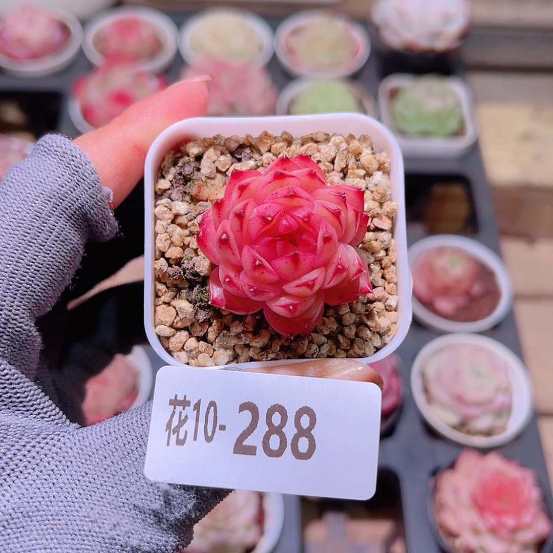 花10-288海王单头