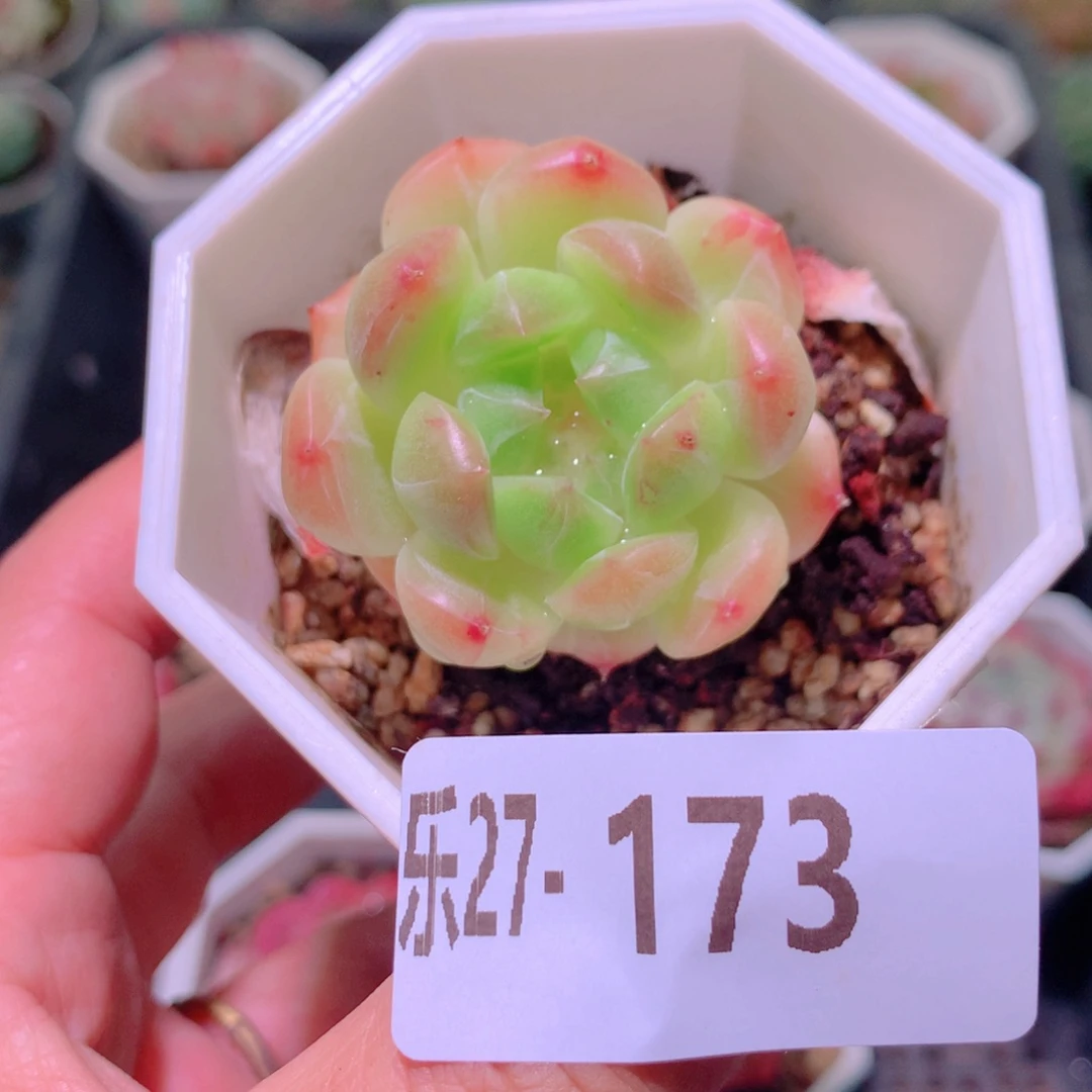乐然27-173 精选糖心