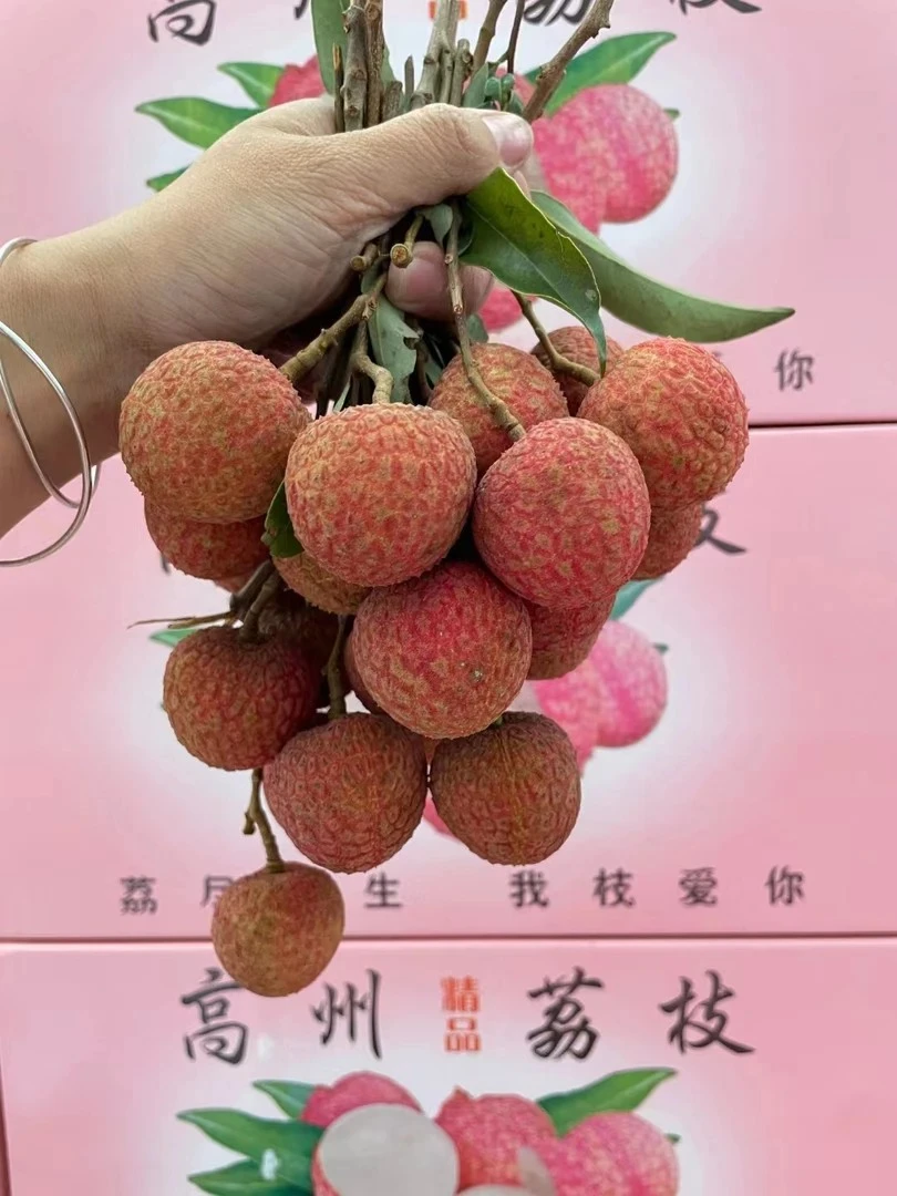 【顺丰快递】高州根子妃子笑白糖罂荔枝新鲜采摘应季水果肉厚汁水多