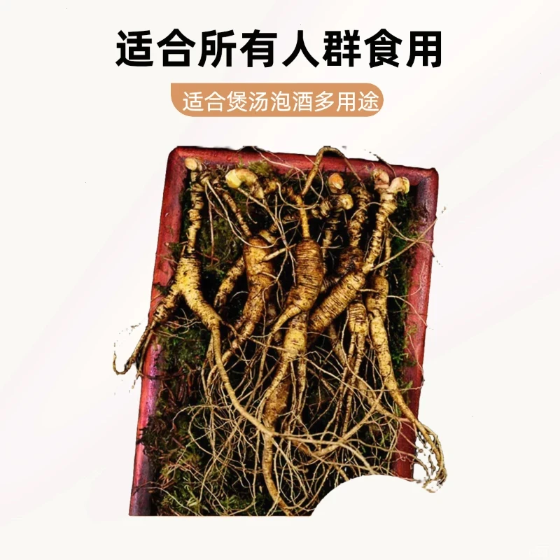 长白山新鲜林下参野山参可煲汤泡酒滋补佳品